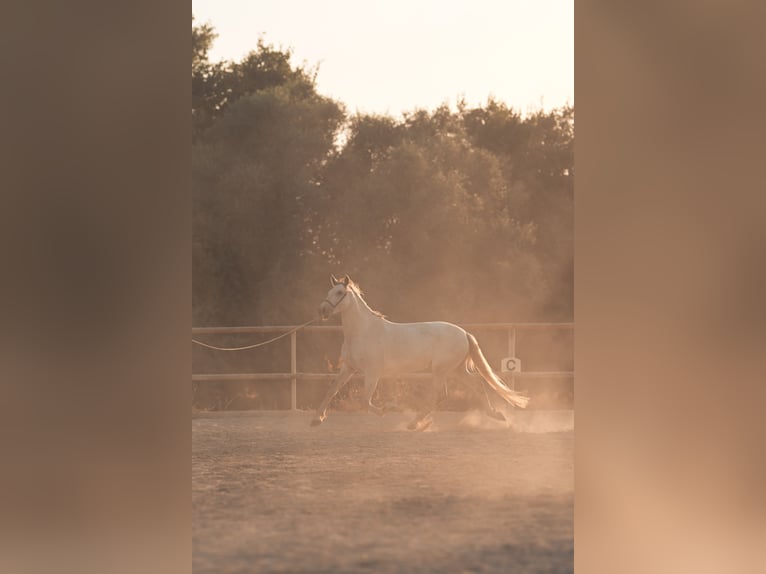 PRE Mix Mare 6 years 15.3 hh Grey in Felanitx