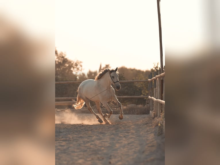 PRE Mix Mare 6 years 15.3 hh Grey in Felanitx