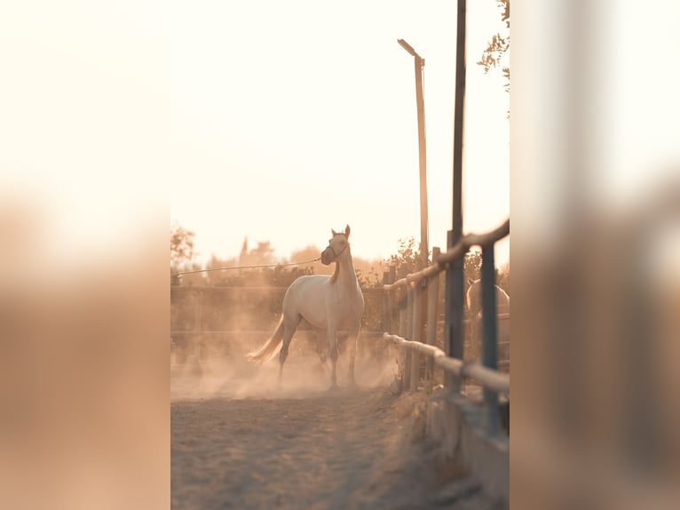 PRE Mix Mare 6 years 15.3 hh Grey in Felanitx