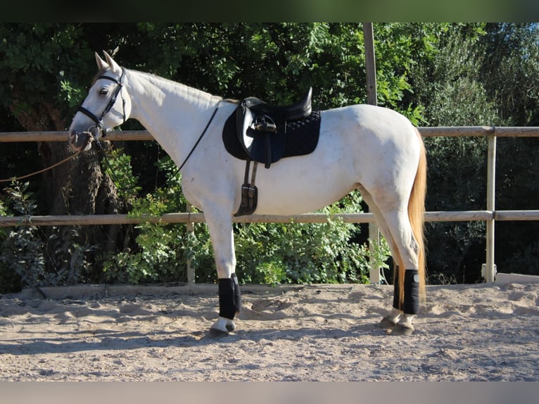 PRE Mix Mare 6 years 15.3 hh Grey in Felanitx