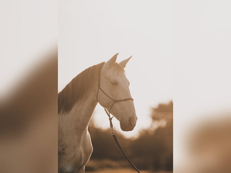 PRE Mix Mare 6 years 15,3 hh Grey in Felanitx