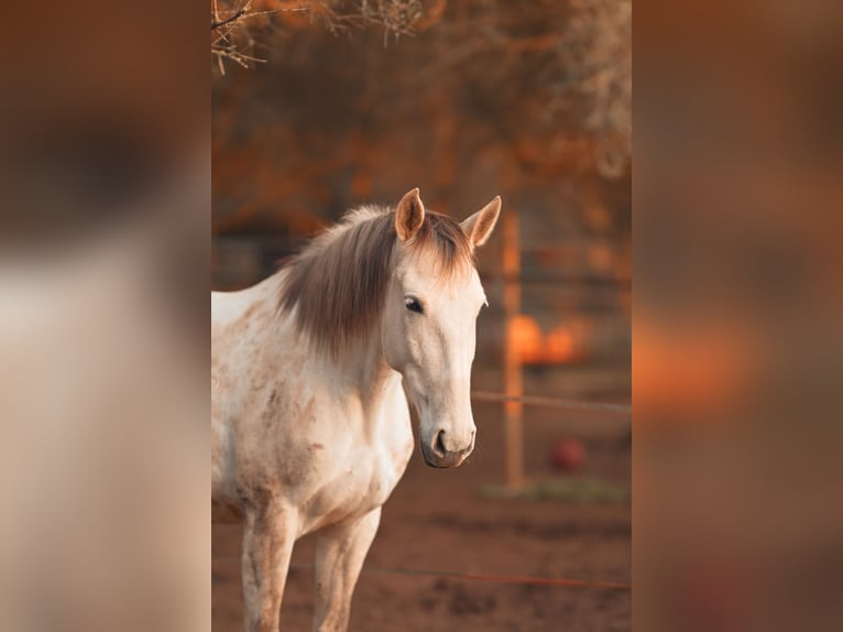 PRE Mix Mare 6 years 15.3 hh Grey in Felanitx