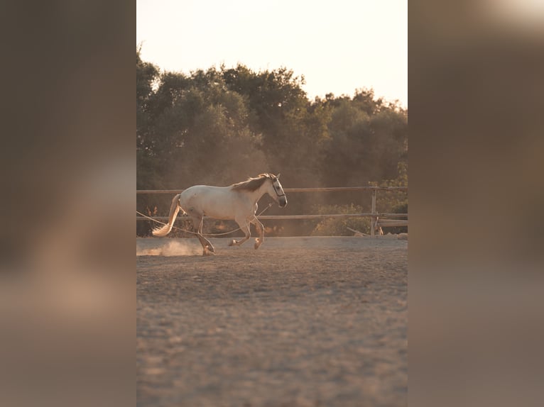 PRE Mix Mare 6 years 15.3 hh Grey in Felanitx