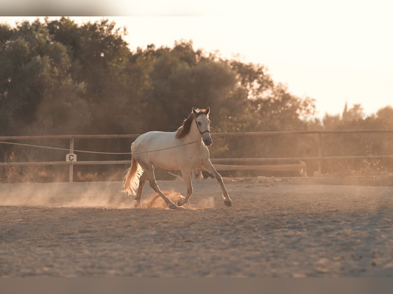 PRE Mix Mare 6 years 15.3 hh Grey in Felanitx