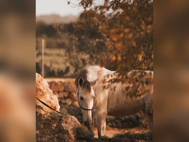 PRE Mix Mare 6 years 15,3 hh Grey in Felanitx