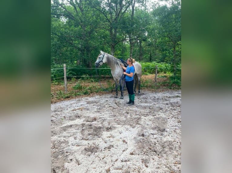 PRE Mare 6 years 15.3 hh Grey in Réaup-Lisse