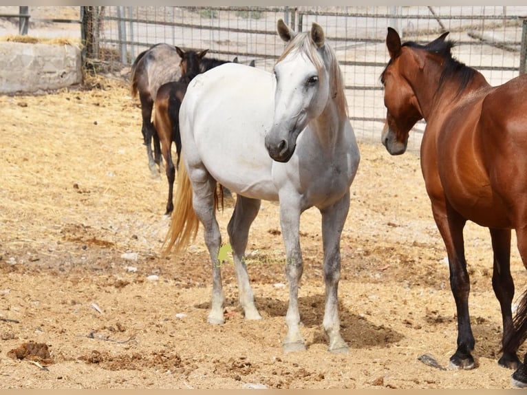 PRE Mare 6 years 15.3 hh Grey in Provinz Cordoba