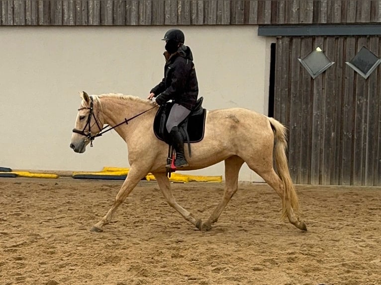 PRE Mix Mare 6 years 15,3 hh Palomino in Daleiden