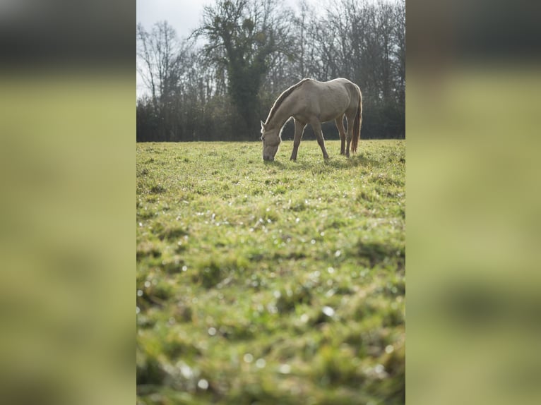 PRE Mare 6 years 15,3 hh Pearl in Loye sur Arnon