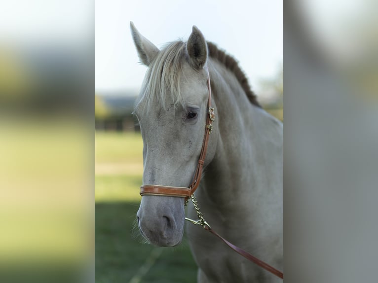 PRE Mare 6 years 15,3 hh Pearl in Loye sur Arnon