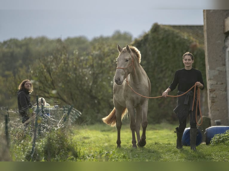 PRE Mare 6 years 15,3 hh Pearl in Loye sur Arnon