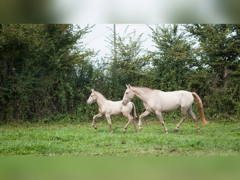 PRE Mare 6 years 15,3 hh Pearl in Loye sur Arnon