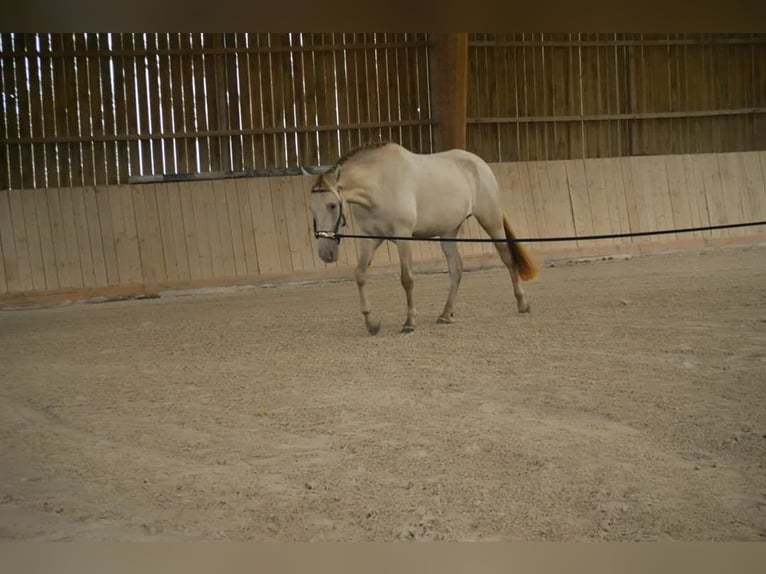 PRE Mare 6 years 15,3 hh Pearl in Loye sur Arnon