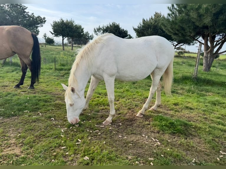 PRE Mix Mare 6 years 15.3 hh Perlino in Ávila