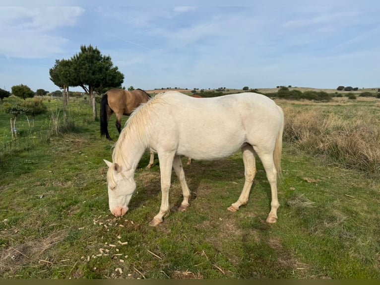 PRE Mix Mare 6 years 15.3 hh Perlino in Avila