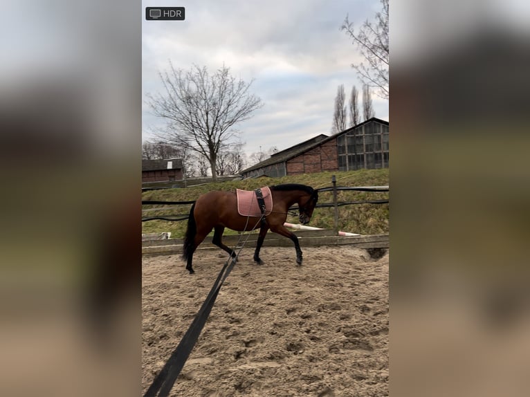 PRE Mare 6 years 15 hh Brown in Köln