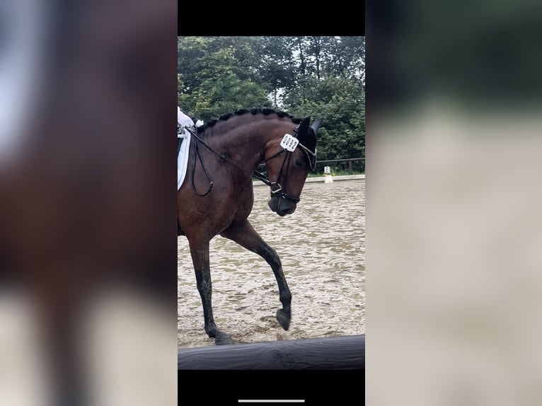 PRE Mare 6 years 15 hh Brown in Köln