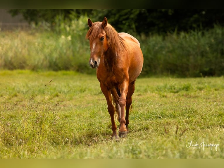 PRE Mare 6 years 15 hh Chestnut-Red in Feuchtwangen