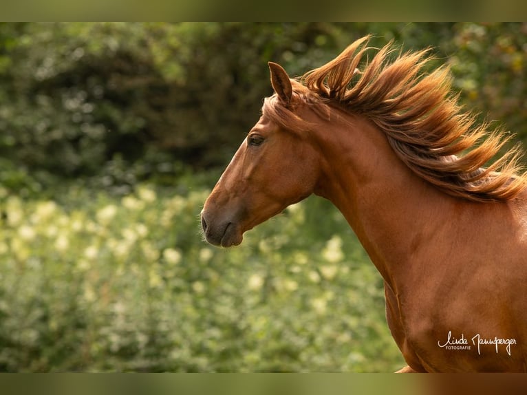 PRE Mare 6 years 15 hh Chestnut-Red in Feuchtwangen