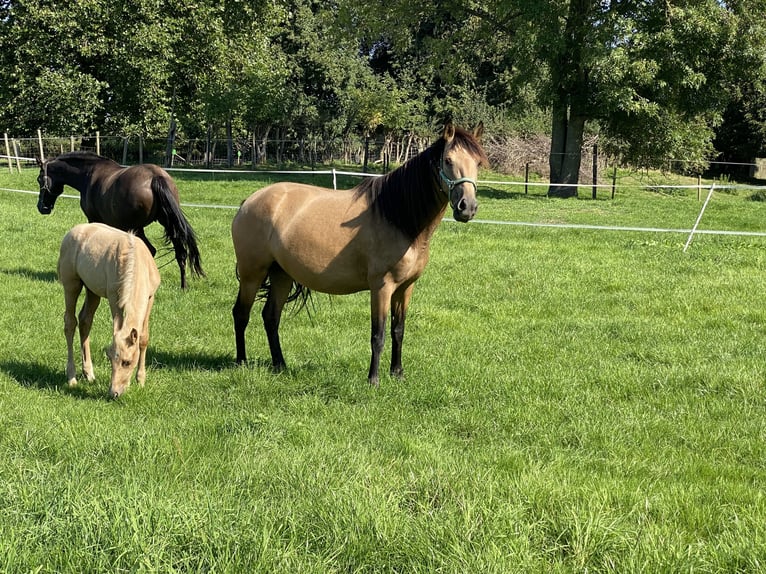 PRE Mix Mare 6 years 15 hh Dun in Tongeren