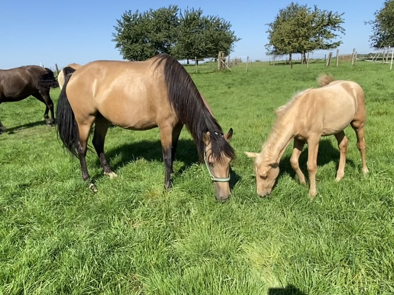PRE Mix Mare 6 years 15 hh Dun in Tongeren