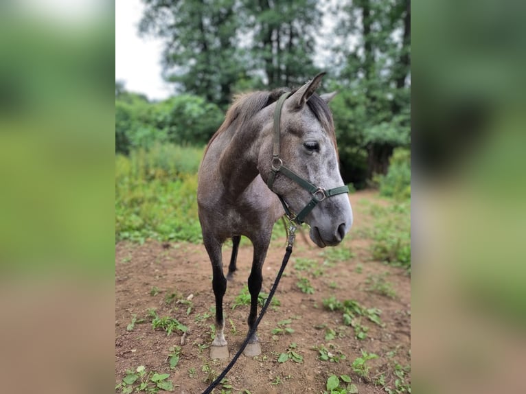 PRE Mix Mare 6 years 15 hh Gray in Boveda