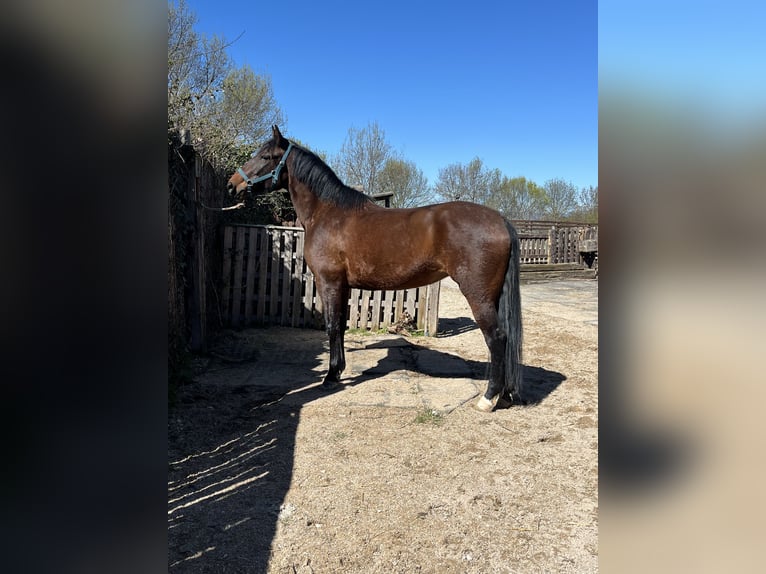 PRE Mix Mare 6 years 15,1 hh Brown in Larraga