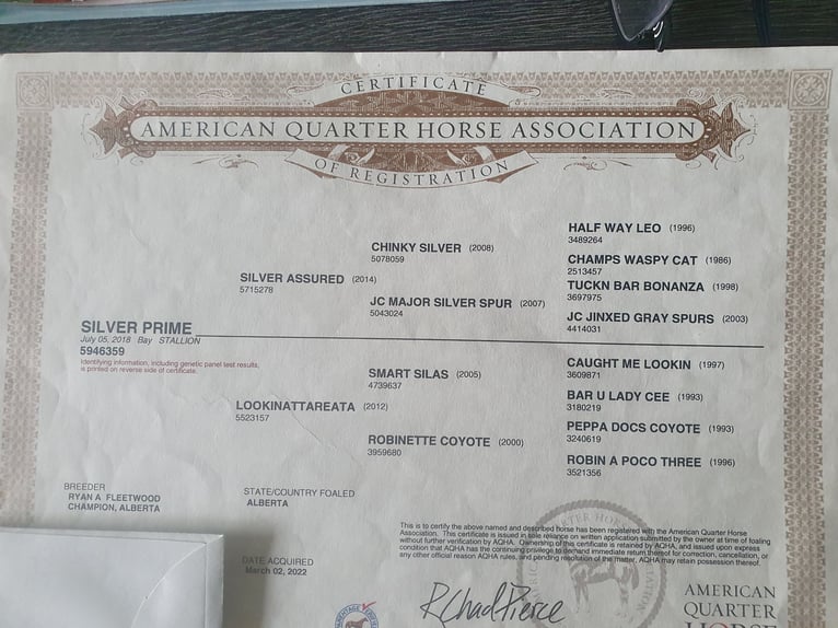 PRE Mix Mare 6 years 15,1 hh Dun in R&#xF6;dinghausen