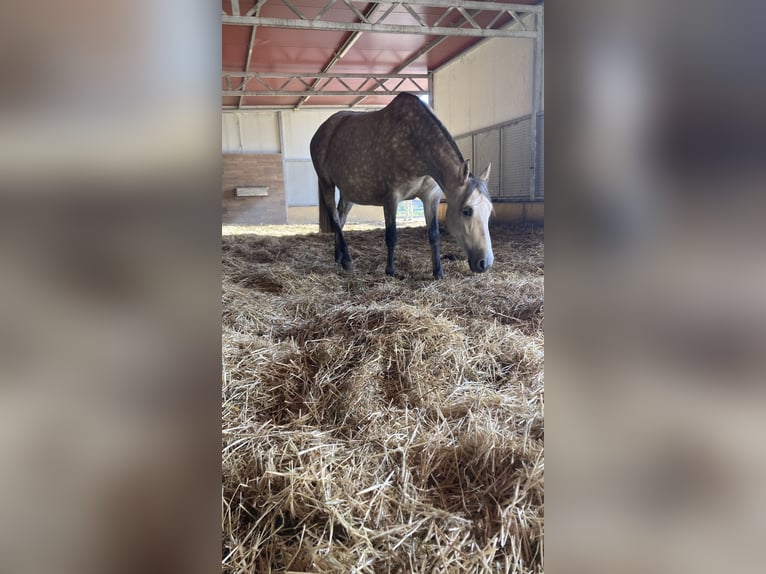 PRE Mare 6 years 15,1 hh Gray in Sorbas