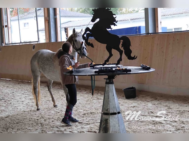PRE Mare 6 years 15,1 hh Grey in Fischbachtal
