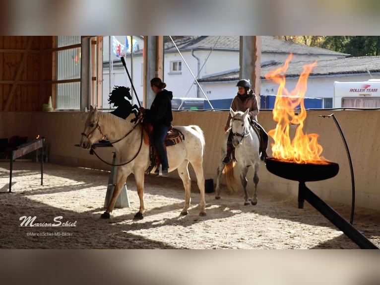 PRE Mare 6 years 15,1 hh Grey in Fischbachtal