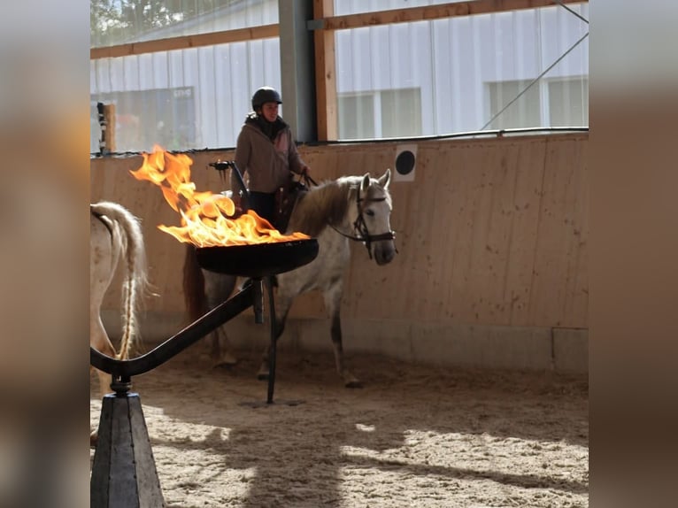 PRE Mare 6 years 15,1 hh Grey in Fischbachtal