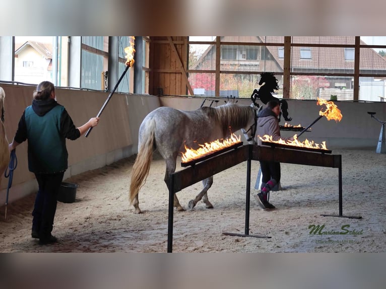 PRE Mare 6 years 15,1 hh Grey in Fischbachtal