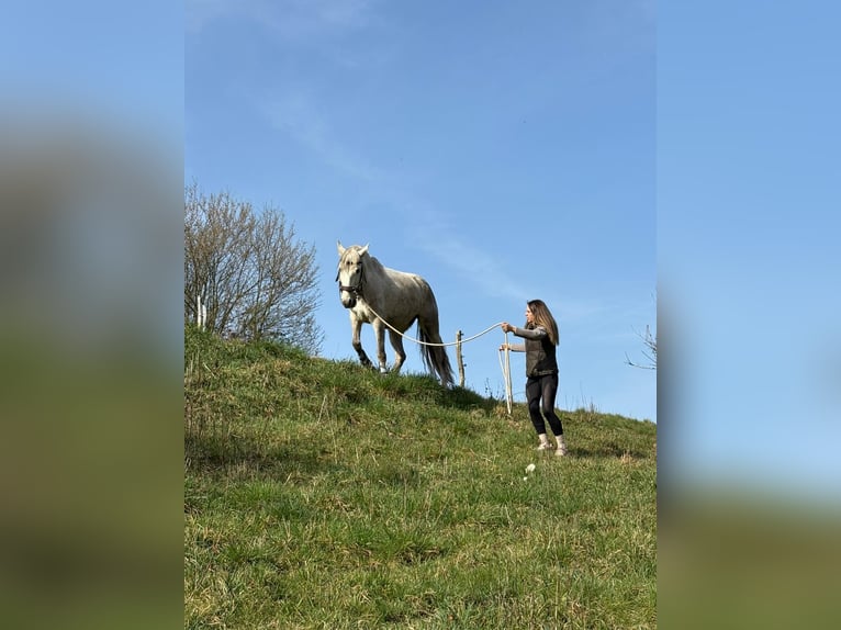 PRE Mare 6 years 15,1 hh Grey in Fischbachtal