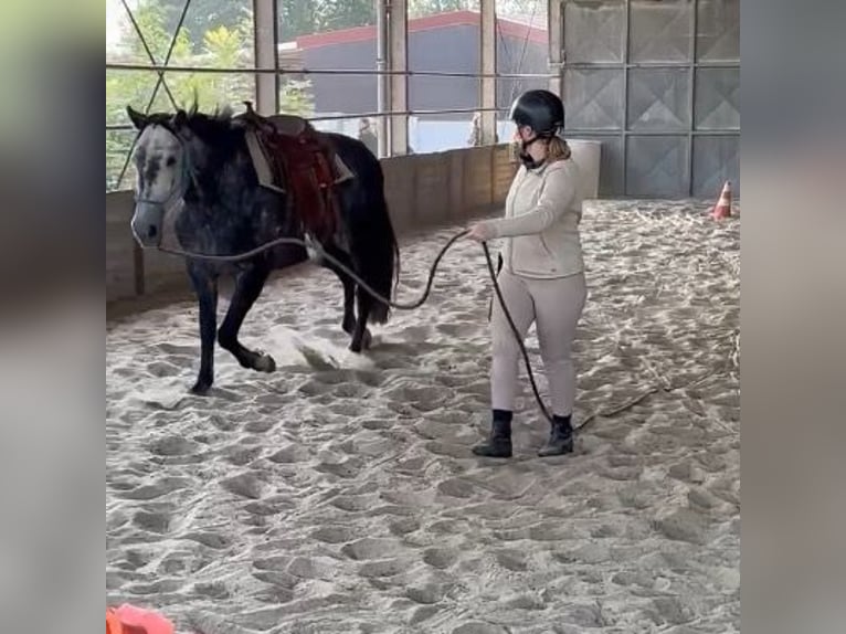 PRE Mix Mare 6 years 15,1 hh Grey in Landegem PRE Mix Mare 6 years 15,1 hh Grey in Landegem