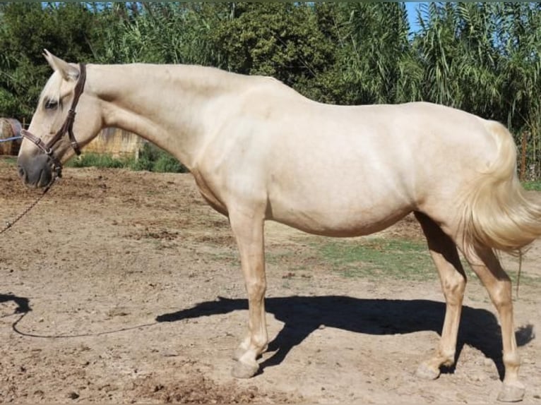PRE Mix Mare 6 years 15,1 hh Palomino in Pedret i Marz&#xE1;
