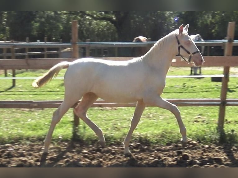 PRE Mix Mare 6 years 15,1 hh Palomino in Pedret i Marz&#xE1;