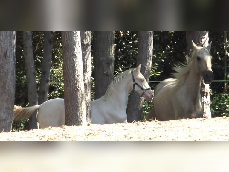 PRE Mix Mare 6 years 15,1 hh Palomino in Pedret i Marz&#xE1;