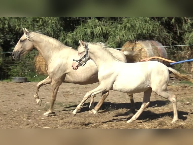 PRE Mix Mare 6 years 15,1 hh Palomino in Pedret i Marz&#xE1;