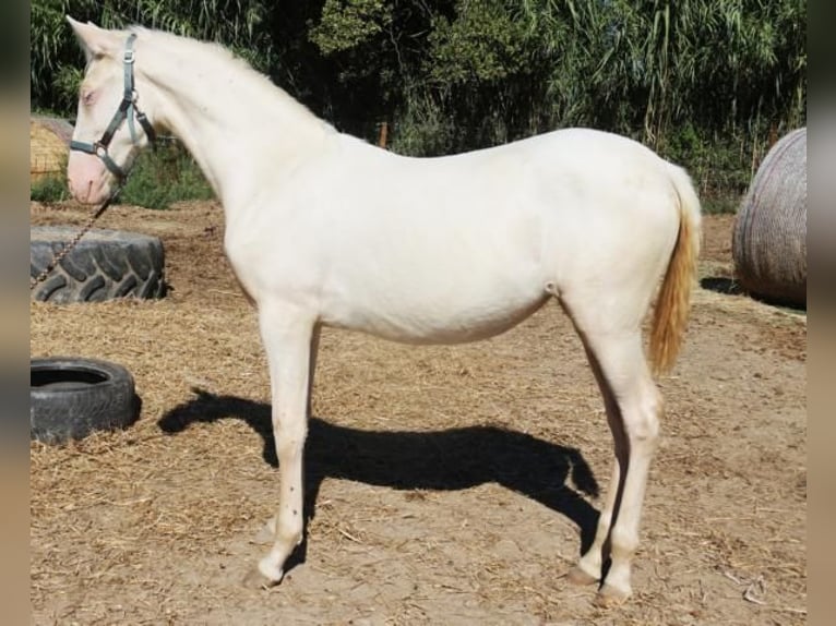 PRE Mix Mare 6 years 15,1 hh Palomino in Pedret i Marz&#xE1;