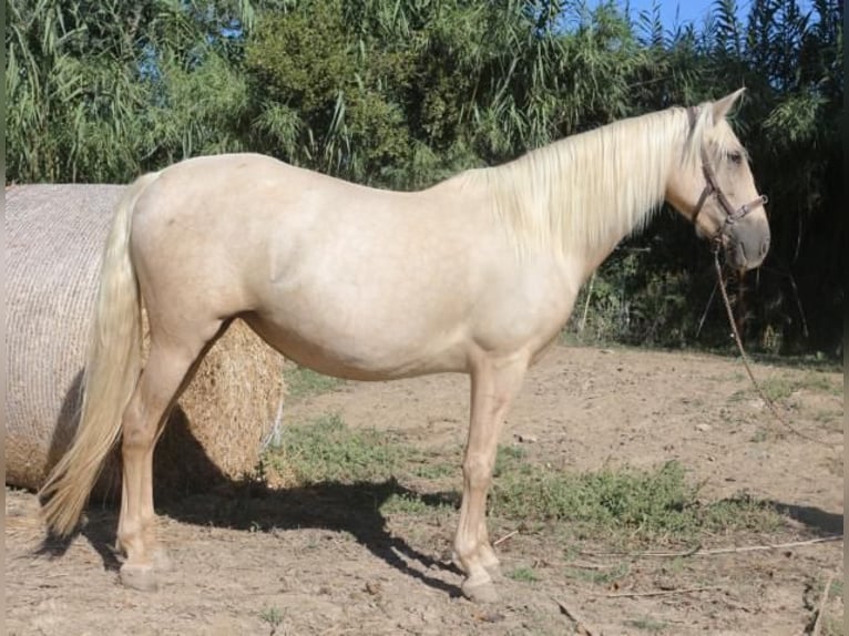 PRE Mix Mare 6 years 15,1 hh Palomino in Pedret i Marz&#xE1;