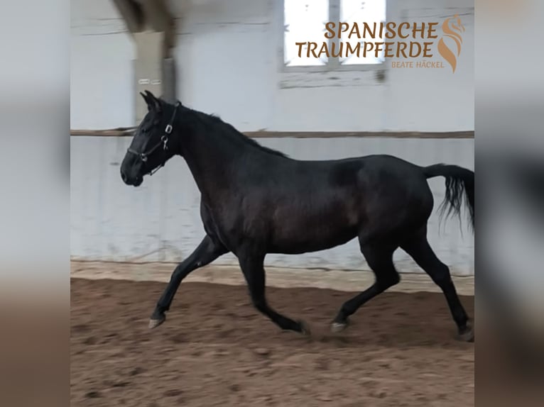 PRE Mare 6 years 15,2 hh Black in Traventhal