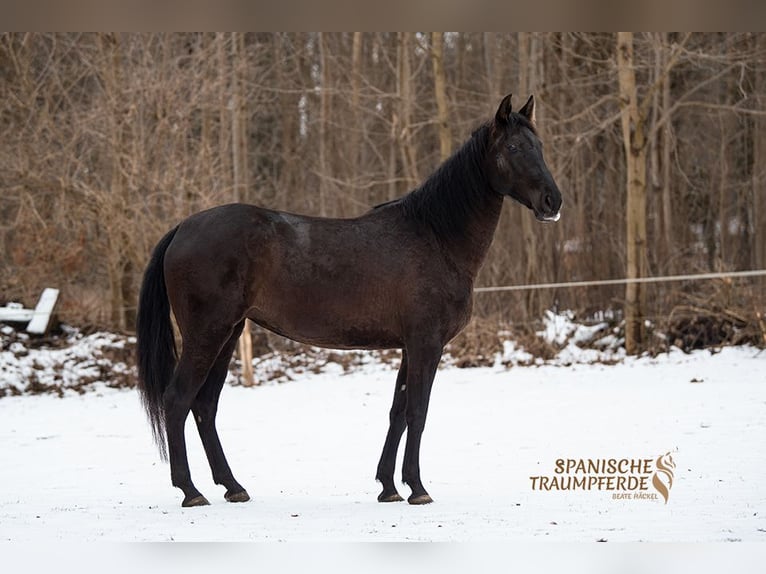 PRE Mare 6 years 15,2 hh Black in Traventhal