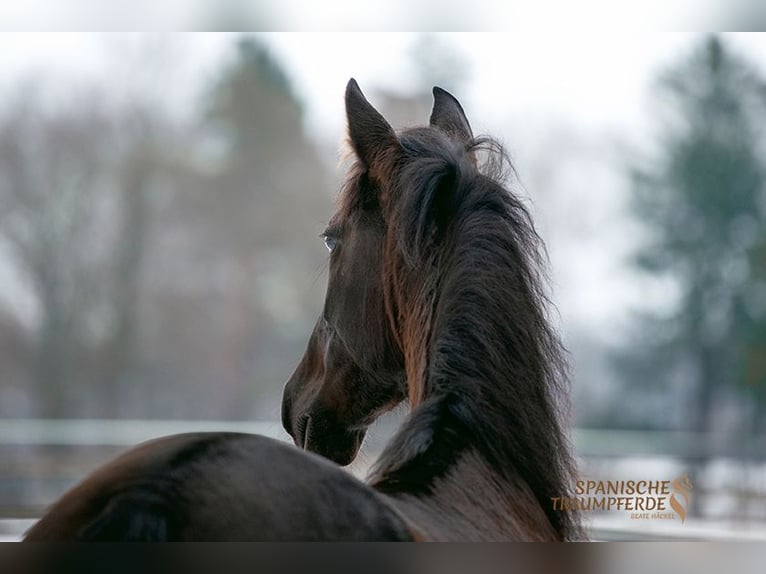 PRE Mare 6 years 15,2 hh Black in Traventhal