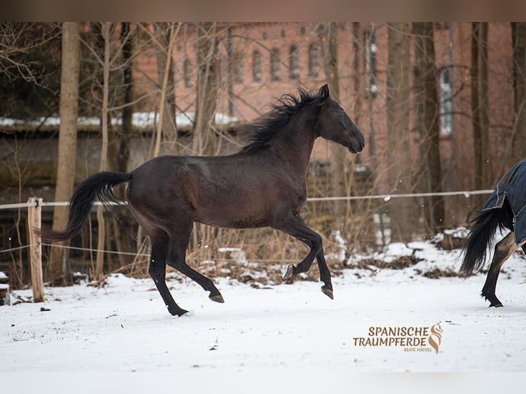 PRE Mare 6 years 15,2 hh Black in Traventhal