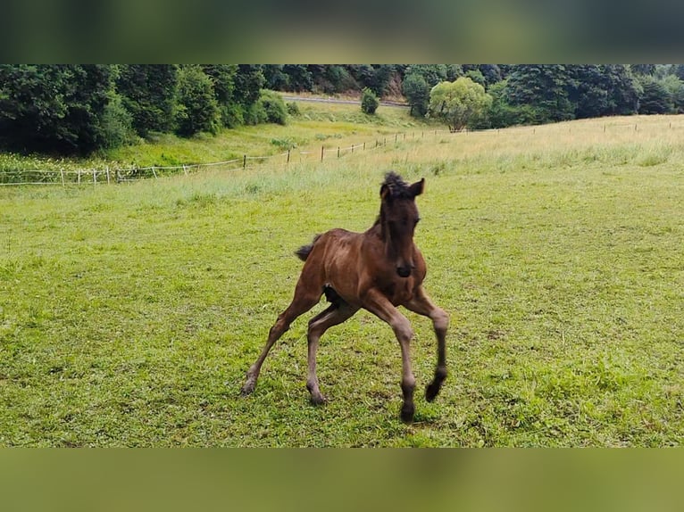 PRE Mix Mare 6 years 15,2 hh Black in Winkel