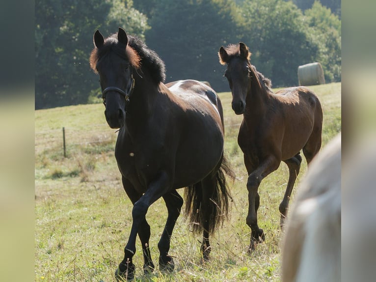 PRE Mix Mare 6 years 15,2 hh Black in Winkel