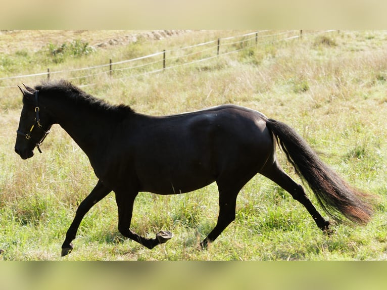 PRE Mix Mare 6 years 15,2 hh Black in Winkel