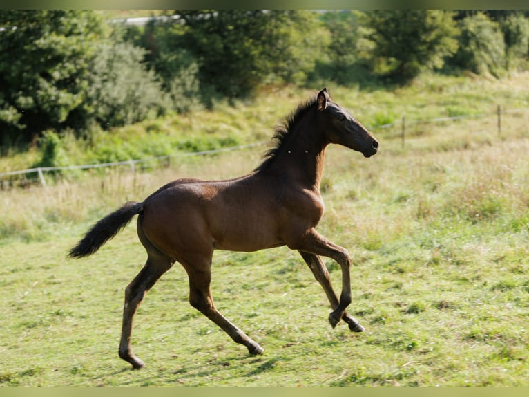 PRE Mix Mare 6 years 15,2 hh Black in Winkel