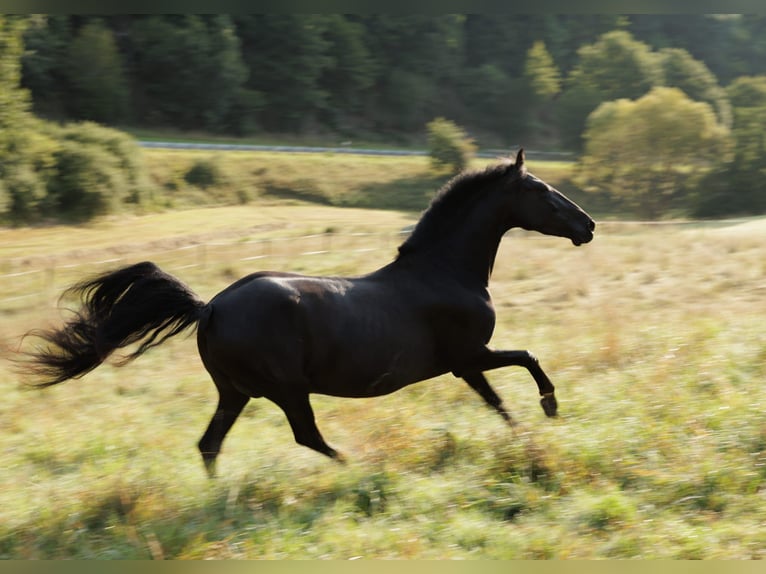 PRE Mix Mare 6 years 15,2 hh Black in Winkel